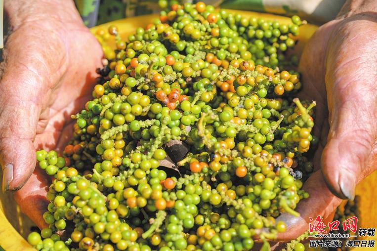 海口農產品品牌化之路 多點開花格局成形，瓊味佳肴香飄四海